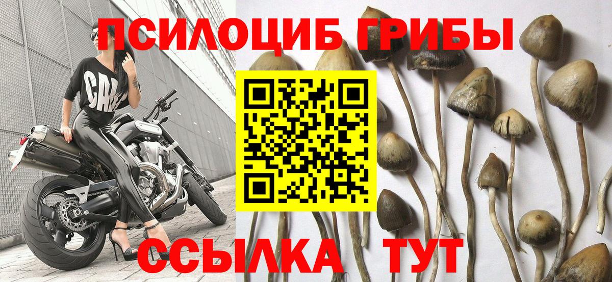 Галлюциногенные грибы GOLDEN TEACHER Тельмана